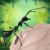 蚂蚁生存D V1.0.0 安卓版