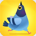 疯狂的鸽子(Pigeon Pop)官方版2026 v22